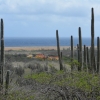 Zdjęcie z Bonaire - 