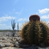 Zdjęcie z Bonaire - 