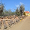 Zdjęcie z Bonaire - 