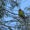 Zdjęcie z Australii - Canberra