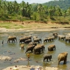 Zdjęcie ze Sri Lanki - Pinnawala