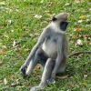 Zdjęcie ze Sri Lanki - langur 