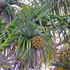 Zdjęcie z Nowej Kaledonii - Miejscowa flora
