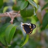 Zdjęcie z Nowej Kaledonii - Motylek