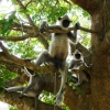 Zdjęcie ze Sri Lanki - langur