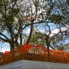 Zdjęcie ze Sri Lanki - Anuradhapura- i święte drzewo Bodhi (ficus religiosa)