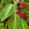 Zdjęcie ze Sri Lanki - Królewski Ogród Botaniczny w Peradeniya 