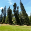 Zdjęcie ze Sri Lanki - pijane świerki:) -  "Pine Cook Avenue”, 