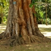Zdjęcie ze Sri Lanki - Syzygium Grandis