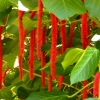 Zdjęcie ze Sri Lanki - zaskakująca flora