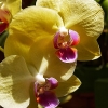 Zdjęcie ze Sri Lanki - ogród orchidei