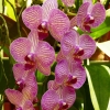 Zdjęcie ze Sri Lanki - ogród orchidei