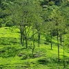 Zdjęcie ze Sri Lanki - herbaciane wzgórza Nuwara Eliya