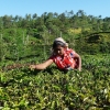 Zdjęcie ze Sri Lanki - tamilskie zbieraczki herbaty