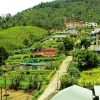Zdjęcie ze Sri Lanki - Nuwara Eliya