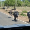 Zdjęcie ze Sri Lanki -  jakieś bydło wyszło na drogę :))