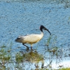 Zdjęcie ze Sri Lanki - to chyba ibis czarnogłowy