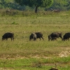 Zdjęcie ze Sri Lanki - dzikie świnie w Parkach Narodowych Sri Lanki to bardzo częsty widok