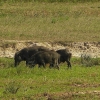 Zdjęcie ze Sri Lanki - świnki jak to świnki: chodzą sobie i ryją ziemię...