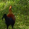 Zdjęcie ze Sri Lanki - dziki kur cejloński (z żółtą kropką na ognistym grzebieniu)