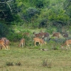 Zdjęcie ze Sri Lanki - istna sielanka.... jelonków bambi, znaczy się axis:))