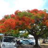 Zdjęcie z Vanuatu - Plomienie Afryki kwitly w calym miescie