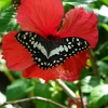 Zdjęcie z Vanuatu - Vanuacka fauna i flora