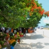 Zdjęcie z Vanuatu - Targ w centrum miasta