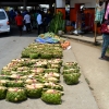 Zdjęcie z Vanuatu - Pataty - glowny produkt tamtejszych rolnikow