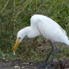 Zdjęcie ze Sri Lanki -  tzw: crane