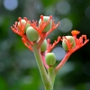 Zdjęcie z Tajlandii - Tajska flora