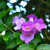 Zdjęcie z Tajlandii - Tajska flora