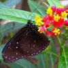 Zdjęcie z Tajlandii - Tajska fauna i flora