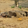 Zdjęcie ze Sri Lanki - plażowiczka:)