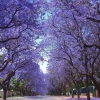 Zdjęcie z Australii - Kwitnace jacarandy na jednej z uliczek Adelajdy