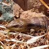 Zdjęcie z Australii - Wielki scynk blue tongue w ogrodzie mojego syna :)