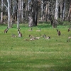 Zdjęcie z Australii - Kangurzy sejmik w lesie Kuipto
