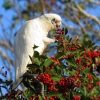 Zdjęcie z Australii - Little corella - kakadu sinooka