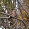 Zdjęcie z Australii - Para australijskich synogarlic spotted dove