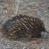 Zdjęcie z Australii - Uciekajaca echidna/kolczatka