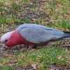 Zdjęcie z Australii - Kakadu rozowa, czyli galah z aborygenska :)