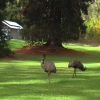 Zdjęcie z Australii - Strusie emu, okolice MacLaren Vale