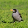 Zdjęcie z Australii - Miodożer maskowy czyli noisy miner