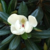 Zdjęcie z Chińskiej Republiki Ludowej - kwiat magnolii