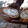 Zdjęcie ze Sri Lanki - na plantacji przypraw - kakaowiec