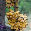 Zdjęcie ze Sri Lanki - 