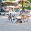 Zdjęcie ze Sri Lanki - na plaży, na ulicy, wszędzie mnóstwo psów