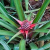 Zdjęcie ze Sri Lanki - ananas