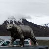 Zdjęcie z Norwegii - Longyearbyen