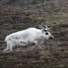 Zdjęcie z Norwegii - Longyearbyen